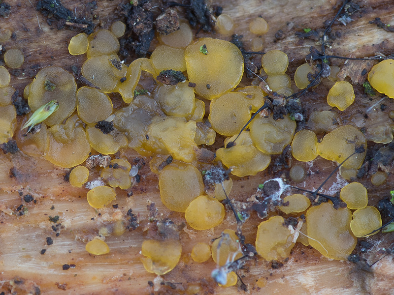 Tremella obscura